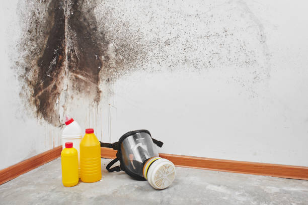 Best Localized Mold Remediation (e.g., coastal areas, humid climates) in Yoakum, TX