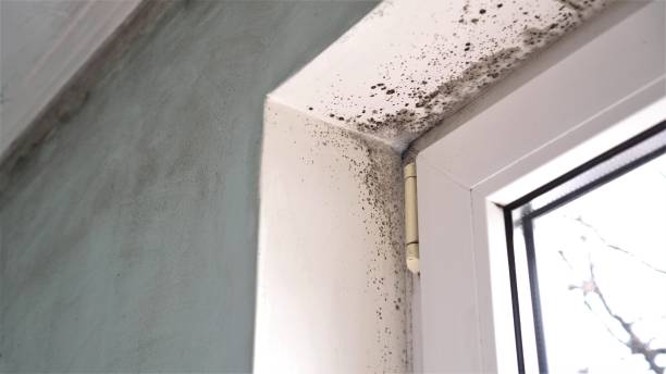Best Black Mold Remediation in Yoakum, TX
