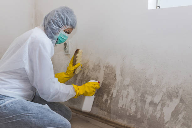 Best Residential Mold Remediation in Yoakum, TX