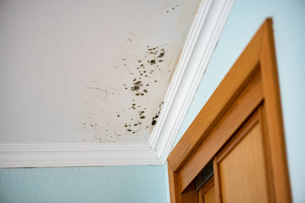 Best Preventive Mold Services in Yoakum, TX