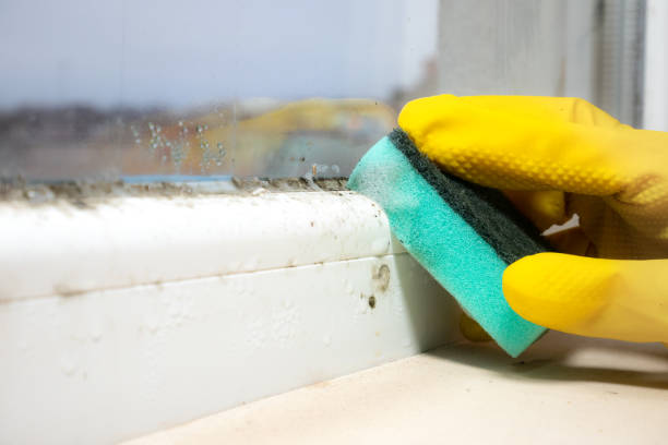 Best Mold Testing and Inspection Services in Yoakum, TX