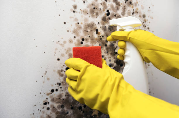 Best Residential Mold Remediation in Yoakum, TX