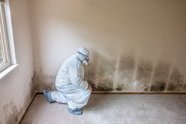 Best DIY Mold Remediation Support Services in Yoakum, TX
