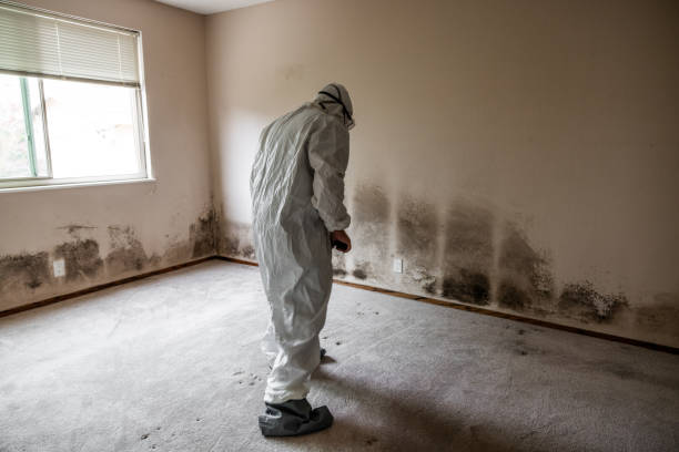 Best Attic Mold Remediation in Yoakum, TX
