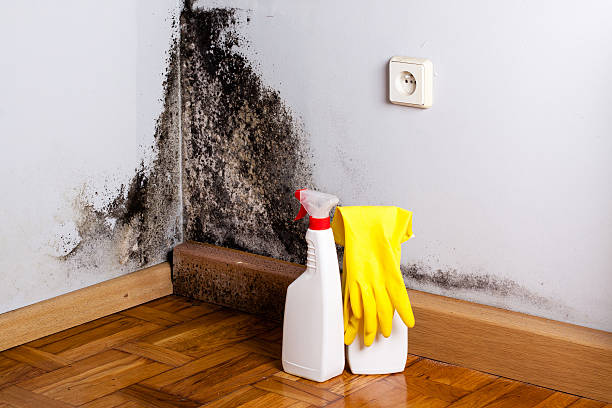 Best White Mold Remediation in Yoakum, TX