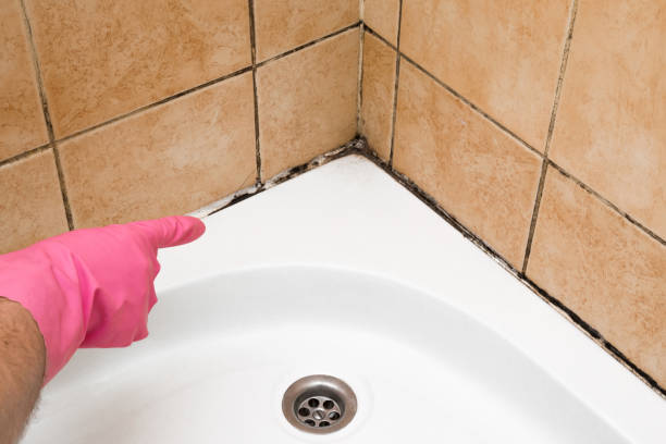 Best Insurance-Related Mold Remediation in Yoakum, TX